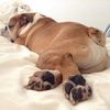 pigpigglesworth